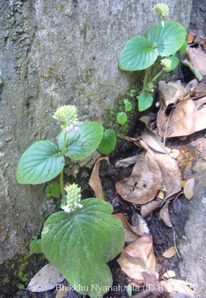 Epithema ceylanicum Gardner 